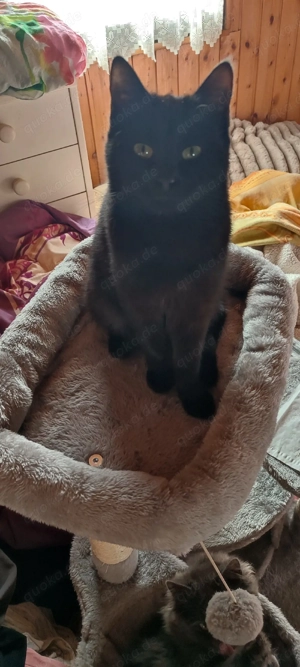  Kater!  Heilige Birmamix !