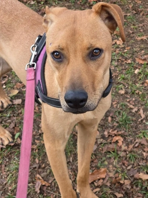 Maya, ca. 1 Jahr, kastriert.