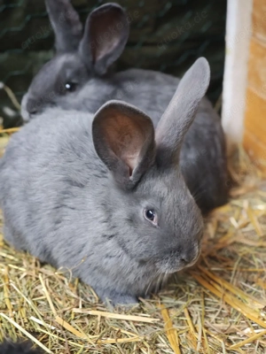 Deutsche Riesen Babys