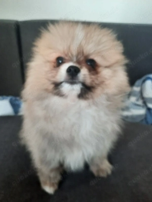 zwergspitz, 2 monate alt, junge, gesund Bild 2