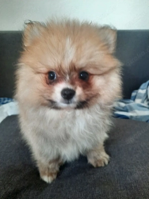 zwergspitz, 2 monate alt, junge, gesund Bild 3