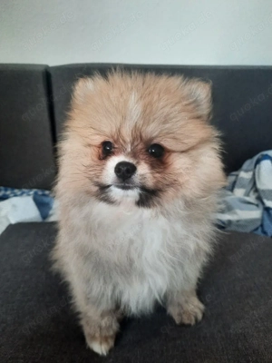 zwergspitz, 2 monate alt, junge, gesund Bild 4