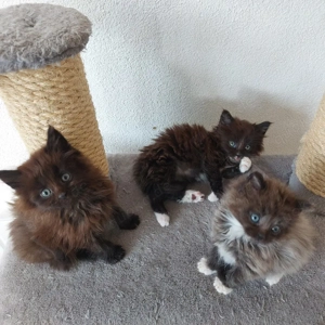 Maine Coon Kitten reinrassig