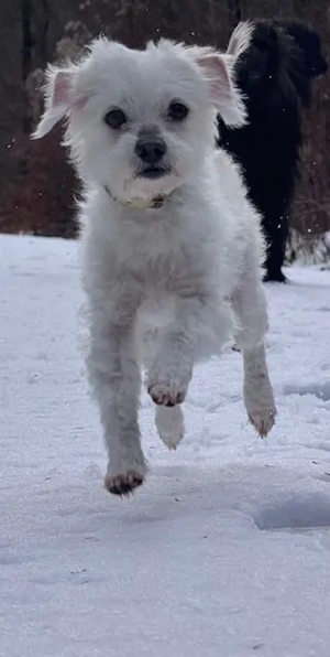 Pudelmix Marschmallow wünscht sich lebenslänglich 