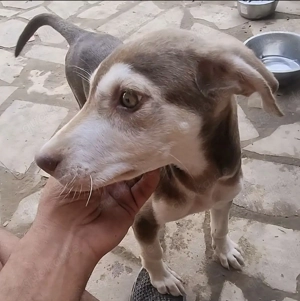 Billy der smarte liebe Welpe, sucht sein Traumplätzchen