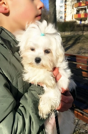 Klleine Maltese 