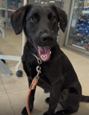 Mimi 7 Monate kleinbleibende sehr brave Junghündin sucht Dich