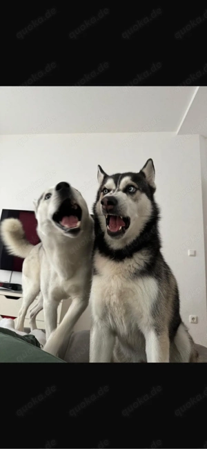 husky rüden suchen ein neues zuhause 