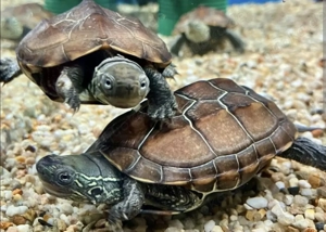 Bieten Schildkröten ein neues Zuhause 