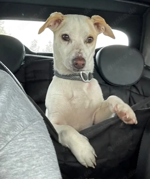 Manolo der Herzensgute weiße Dackel mit leichter Gehbehinderung