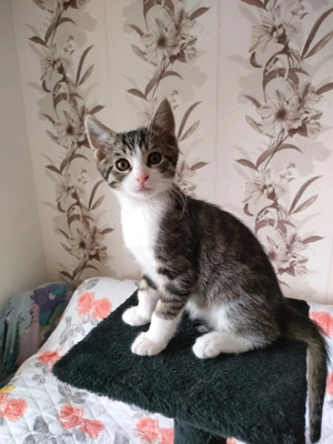 Babykatzen suchen neues Zuhause 