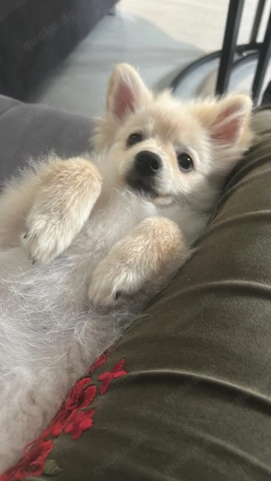 Reinrassiger Pomeranian, Zwergspitz