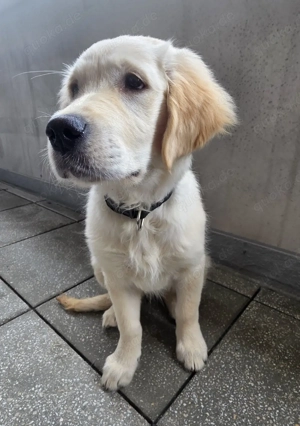 Golden Retriever Hündin 