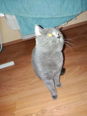 Britisch Kurzhaar Kater 2 jahre alt 
