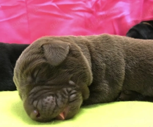 Labrador Welpen mit Stammbaum 