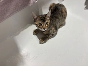 Liebevolles Katzenmädchen (ca. 3 4 Monate) sucht neues Zuhause   