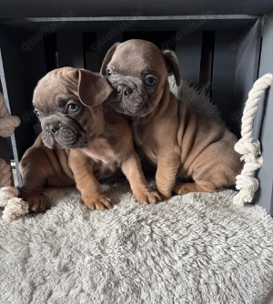 Bildhübsche Französische Bulldoggen Welpen suchen ein gemütliches Zuhause