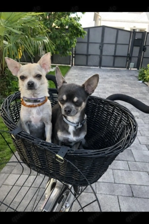 Chihuahua Rüde und Weibchen