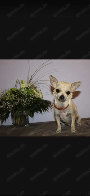 Chihuahua Rüde 7,Weibchen 8