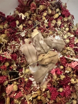 Campbell Zwerghamster Bild 5