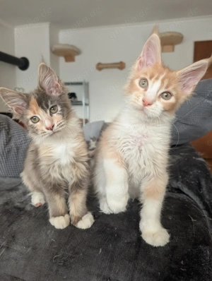 Liebe sehr Menschen bezogene typvolle Maine coon Kitten Babys mit Stammbaum Kinder und Hundelieb 