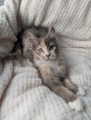 Liebe sehr Menschen bezogene typvolle Maine coon Kitten Babys mit Stammbaum Kinder und Hundelieb 