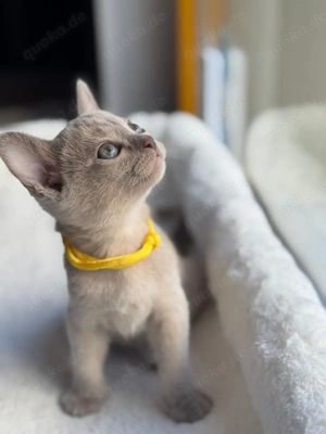 Burma Kitten mit Stammbaum