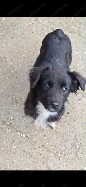  Davi   ein entspannter junger Entdecker sucht sein Zuhause  Bild 2