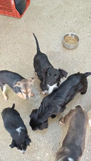  Davi   ein entspannter junger Entdecker sucht sein Zuhause  Bild 4