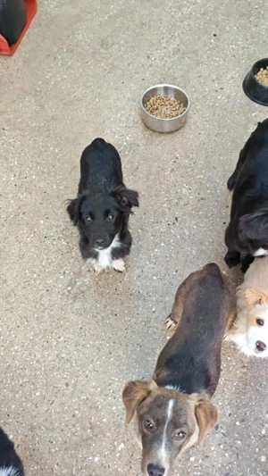  Davi   ein entspannter junger Entdecker sucht sein Zuhause  Bild 3