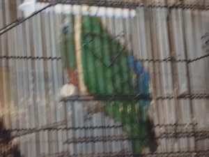 Königs Sittich Weiblich Bild 2