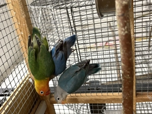 Pfirsischköpfchen Agaporniden