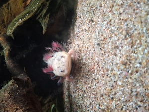 Axelotl männschen und babys