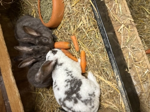 Rex Kaninchen Havanna braun