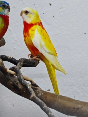 Rubinohahn aus 25 zuchtreif für 26