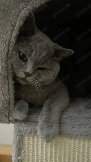 Britisch Kurzhaar Katze