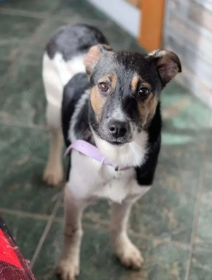 MELODY - Traumzuhause gesucht (wartet in Rumänien)