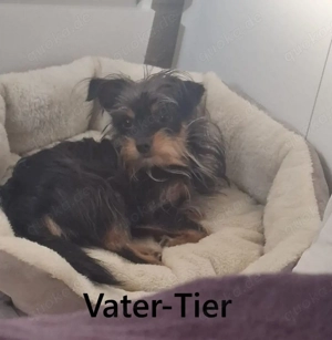 Klein, süß & wild!      ... Chorkie-Welpen !!!