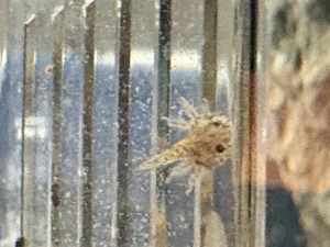 Axolotl Jungtiere aus liebevoller Hobbyzucht