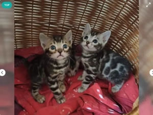liebevollen Bengalkitten suchen ein liebevolles Zuhause