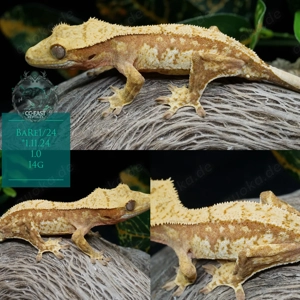 kronengecko c. cilliatus nachzuchten baby adult 