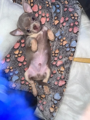 Chihuahua Mini Rüden 