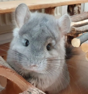 chinchilla afro violet angora rpa weibchen und standard grau rpat weibchen