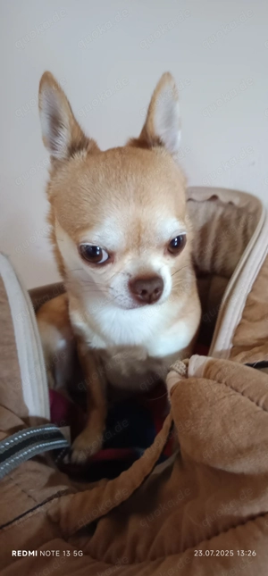 Deckrüde Chihuahua  Bild 4