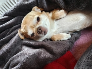 Deckrüde Chihuahua  Bild 3