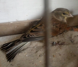 Hänfling x Timbrado Espanol Kanarien Mischlings Hahn