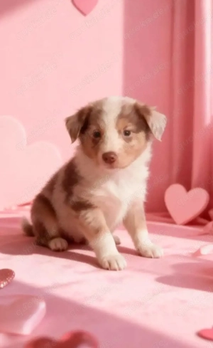 Hübscher Rüde sucht dich 