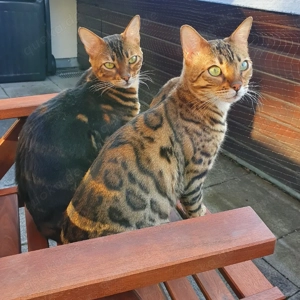 Bengalkatzen, 6 Jahre, nur zusammen Bild 2