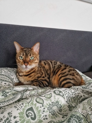 Bengalkatzen, 6 Jahre, nur zusammen Bild 3