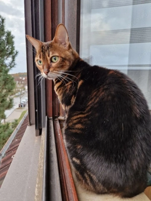 Bengalkatzen, 6 Jahre, nur zusammen Bild 4